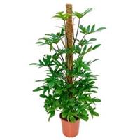 plantenwinkel.nl Philodendron pedatum mosstok 150 kamerplant
