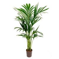 plantenwinkel.nl Kentia palm forsteriana ballina hydrocultuur plant