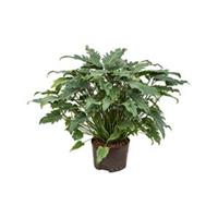 plantenwinkel.nl Philodendron xanadu L hydrocultuur plant