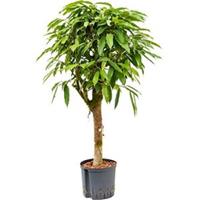 plantenwinkel.nl Ficus amstel king stam S hydrocultuur plant