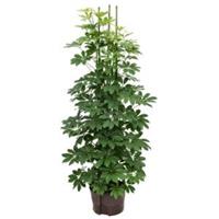 plantenwinkel.nl Schefflera arboricola 6pp hydrocultuur plant