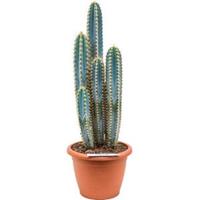 plantenwinkel.nl Stezonia cactus coryne S kamerplant