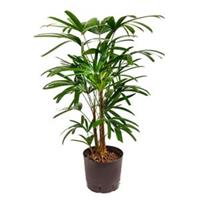 plantenwinkel.nl Rhapis palm excelsa M hydrocultuur plant