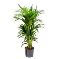 plantenwinkel.nl Kentia palm forsteriana cairns hydrocultuur plant