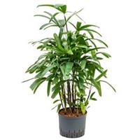 plantenwinkel.nl Rhapis palm excelsa extra hydrocultuur plant