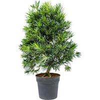 plantenwinkel.nl Podocarpus macrophyllus bush bonsai kamerplant