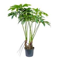 plantenwinkel.nl Philodendron fun bun L kamerplant