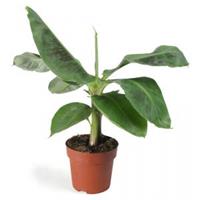 plantenwinkel.nl Bananenplant Musa dwarf cavendish XS kamerplant