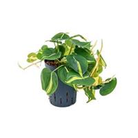 plantenwinkel.nl Philodendron grand brasil hydrocultuur hangplant