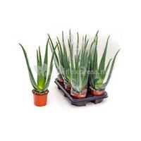 plantenwinkel.nl Aloe vera barbadensis XS kamerplant
