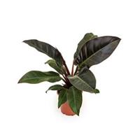 plantenwinkel.nl Philodendron imperial red XS kamerplant