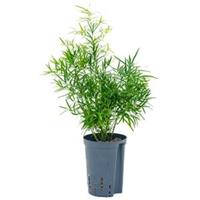 plantenwinkel.nl Asparagus falcatus S hydrocultuur plant