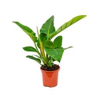 plantenwinkel.nl Philodendron imperial green XS kamerplant