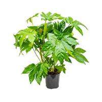 plantenwinkel.nl Vingerplant Fatsia japonica S kamerplant