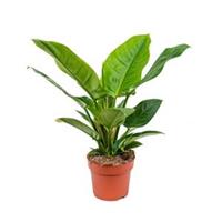 plantenwinkel.nl Philodendron imperial green S kamerplant