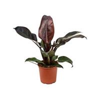 plantenwinkel.nl Philodendron imperial red S kamerplant