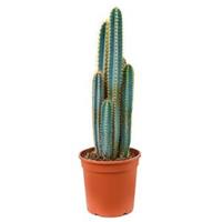 plantenwinkel.nl Pilosocereus cactus azureus kamerplant