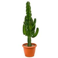 plantenwinkel.nl Euphorbia cactus erytrea S kamerplant