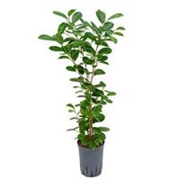 plantenwinkel.nl Ficus moclame 1pp hydrocultuur plant