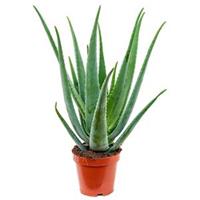 plantenwinkel.nl Aloe vera barbadensis S kamerplant