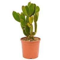 plantenwinkel.nl Opuntia cactus microdasys geel kamerplant