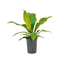 plantenwinkel.nl Anthurium jungle bush XS hydrocultuur plant