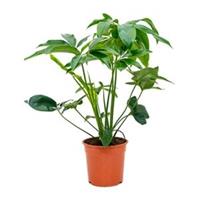 plantenwinkel.nl Philodendron green wonder S kamerplant