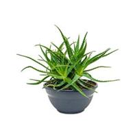 plantenwinkel.nl Aloe arborescens M kamerplant