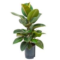 plantenwinkel.nl Ficus elastica robusta 1pp hydrocultuur plant