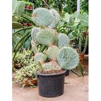 plantenwinkel.nl Opuntia cactus robusta L kamerplant