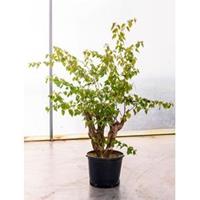 plantenwinkel.nl Bougainvillea glabra bonsai kamerplant