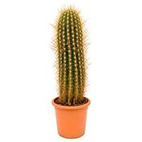 plantenwinkel.nl Trichocereus cactus pasacana XL kamerplant
