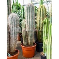 plantenwinkel.nl Pachycereus cactus pringlei 3pp kamerplant