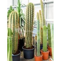 plantenwinkel.nl Trichocereus cactus terschechii XL kamerplant