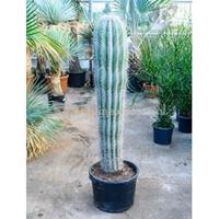 plantenwinkel.nl Pachycereus cactus pringlei L kamerplant