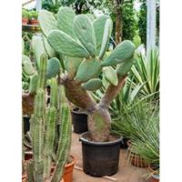 plantenwinkel.nl Opuntia cactus indica L2 kamerplant