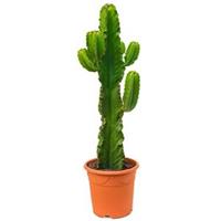 plantenwinkel.nl Euphorbia cactus ingens oaxaca kamerplant