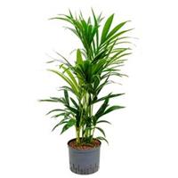 plantenwinkel.nl Kentia palm forsteriana bunbury hydrocultuur plant