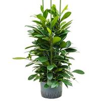plantenwinkel.nl Ficus cyathistipula 6pp M hydrocultuur plant
