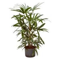 plantenwinkel.nl Rhapis palm excelsa L hydrocultuur plant
