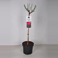 plantenwinkel.nl Rozen op stam Cherry Girl Kersrood - Stam 70 cm - 3 stuks