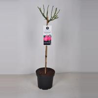 plantenwinkel.nl Rozen op stam Palmengarten Frankfurt Roze - 3 stuks