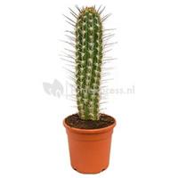 plantenwinkel.nl Trichocereus cactus chilensis M kamerplant