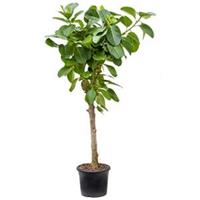 plantenwinkel.nl Ficus benghalensis altissima kamerplant