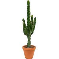 plantenwinkel.nl Euphorbia cactus erytrea M kamerplant