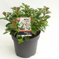 plantenwinkel.nl Sneeuwbal (Viburnum tinus â€œLucidumâ€) heester - 30-40 cm (C4.5) - 9 stuks