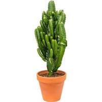 plantenwinkel.nl Euphorbia cactus acruensis L kamerplant