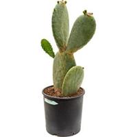 plantenwinkel.nl Opuntia cactus indica M kamerplant