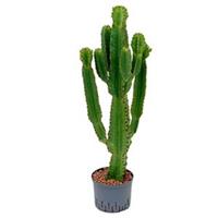 plantenwinkel.nl Euphorbia cactus ingens L hydrocultuur plant