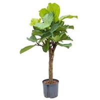 plantenwinkel.nl Ficus lyrata stam S hydrocultuur plant
